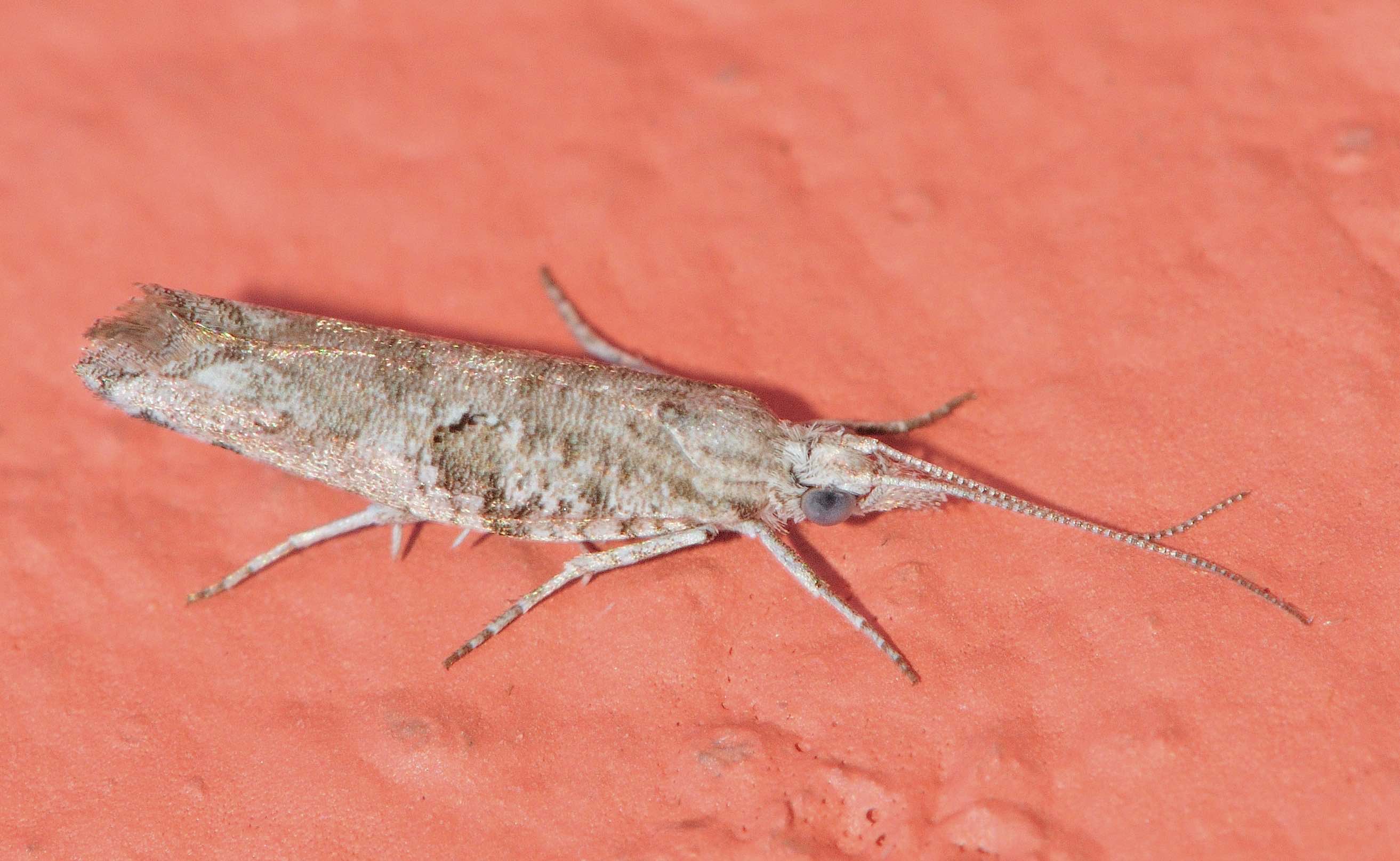 Lepidoptera dell''isola di Lefkada: da identificare